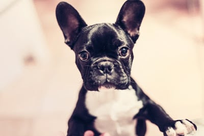 Celebrate National Dog Day: A Guide to Owning a Dog in Salt Lake City Celebrate National Dog Day: A Guide to Owning a Dog in Salt Lake City